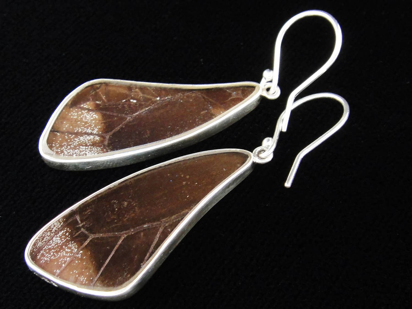 Real Butterfly Earrings - Papilio Ulysses