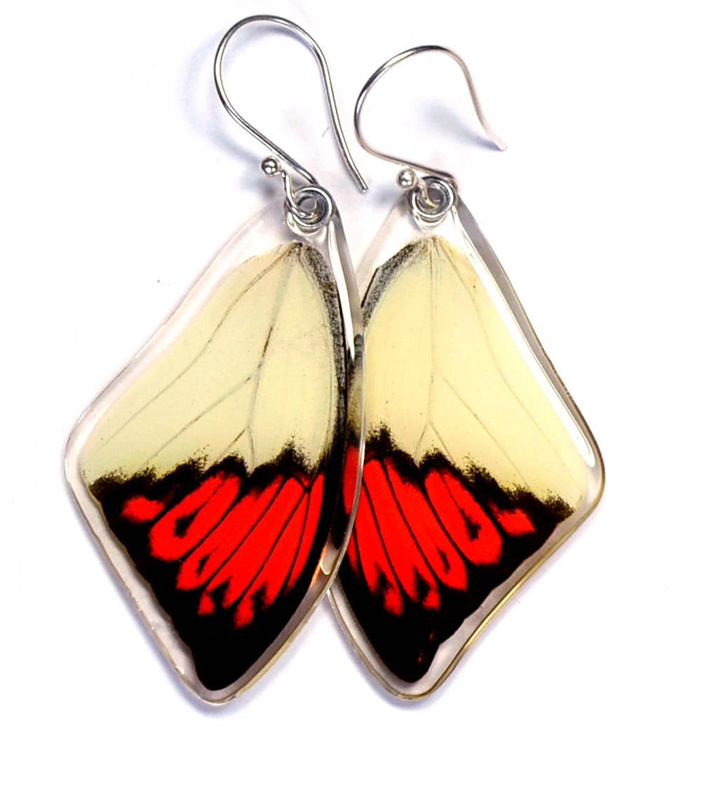 Real Butterfly Wing Earrings, Hebomoia Glaucippe, top wings