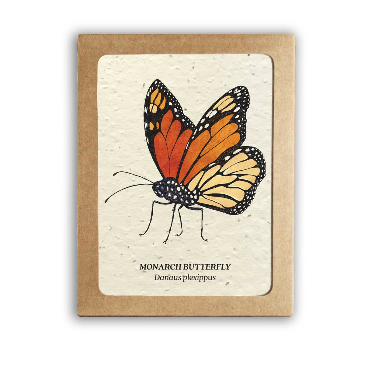 Insect Card Set - Plantable Wildflower Seed Paper