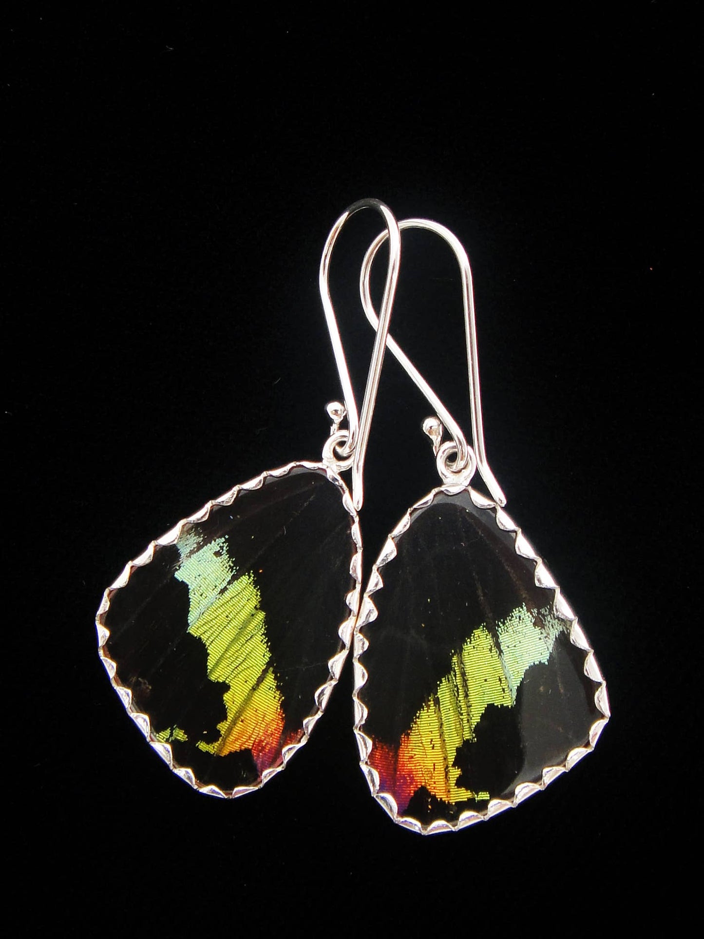 Real Butterfly Wing Earrings - Madagascan Sunset Moth, Small.