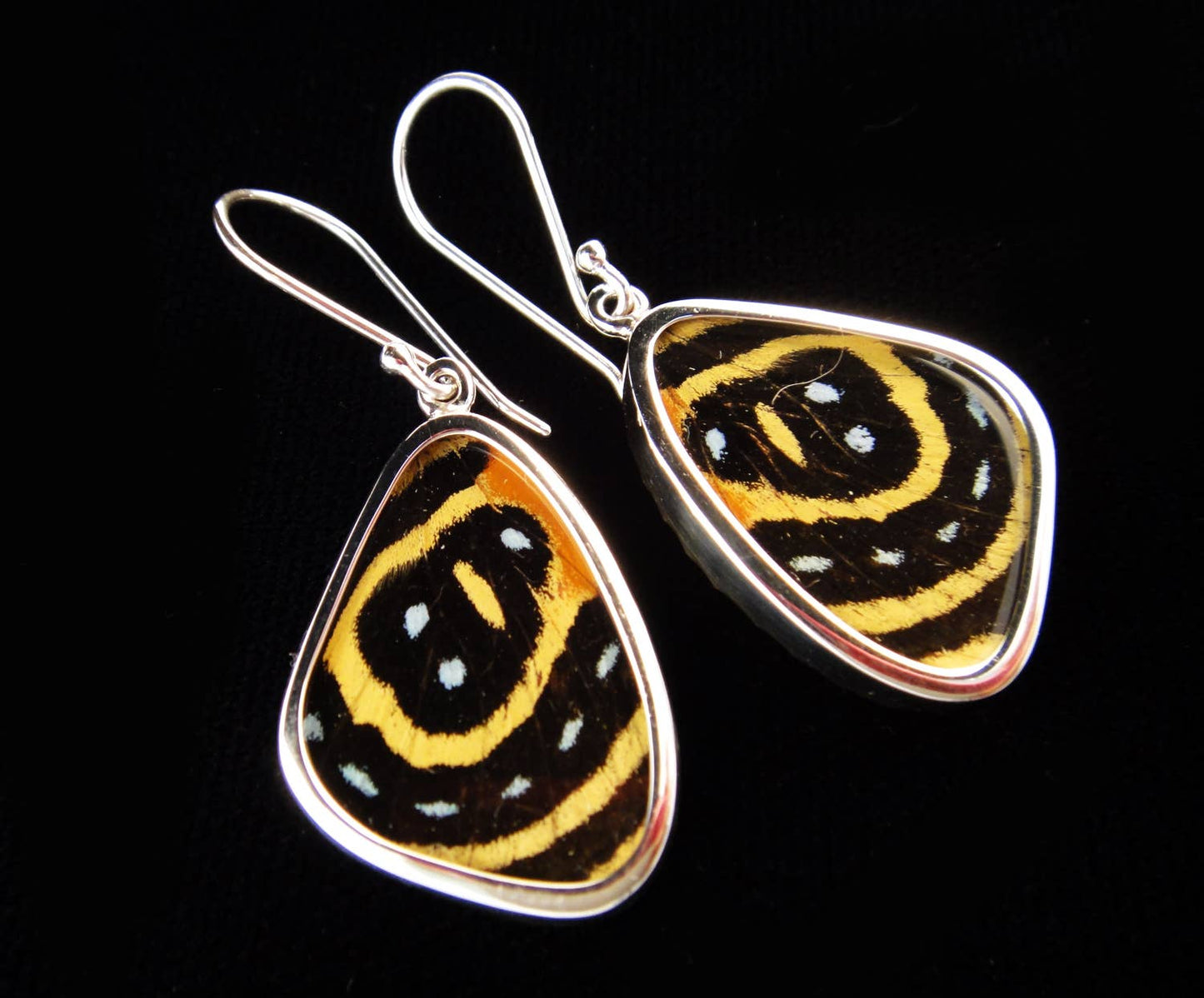 Real Butterfly Wing Earrings: "Speckled Numberwing"