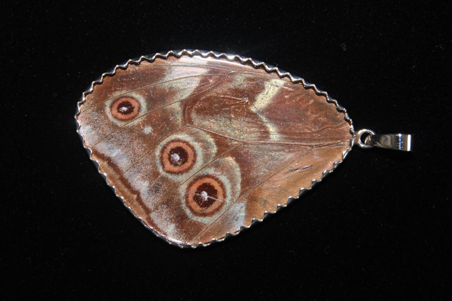Real Butterfly Wing Pendant - "Blue Flash", XX-Large