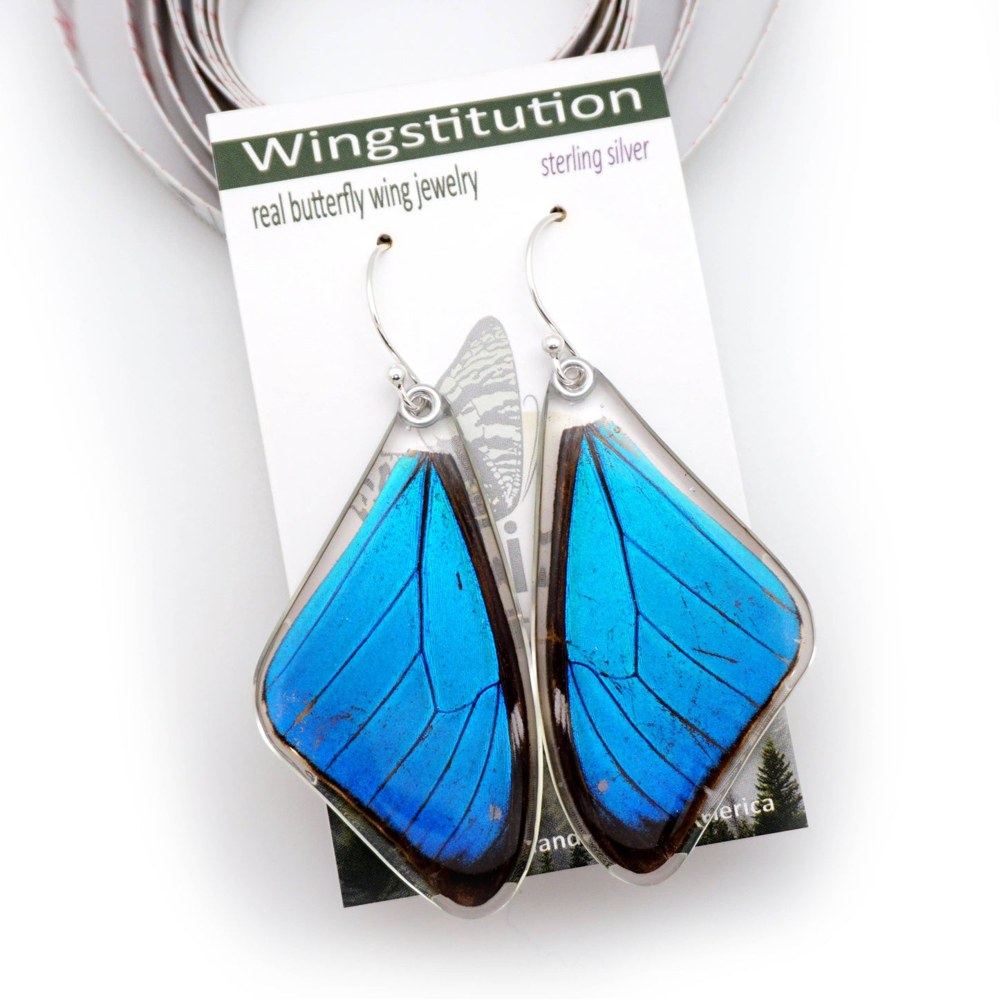 Butterfly Wing Earrings, Morpho Aega, Top wings
