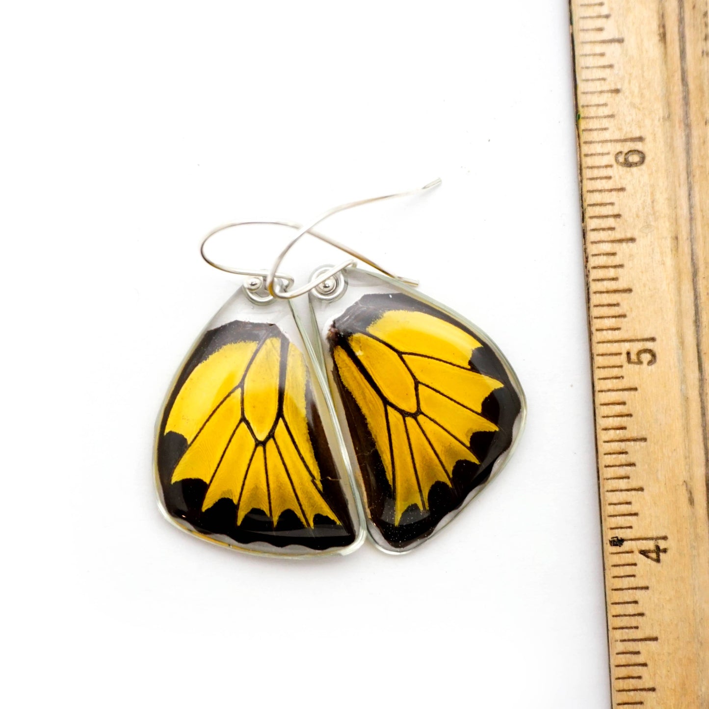 Real Butterfly Wing Earrings, Golden Birdwing
