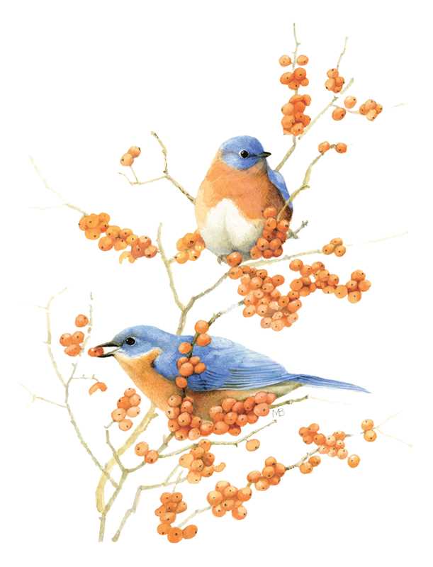 Inspired by Nature Sketchbook by Marjolein Bastin