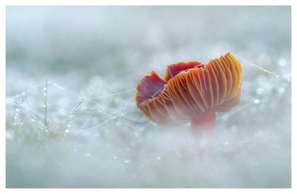 Entangled Life: Illustrated