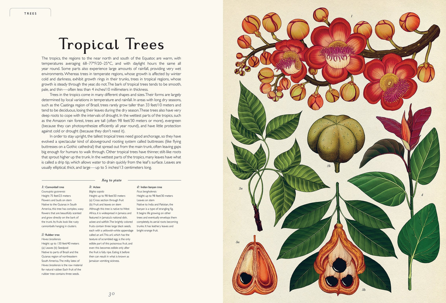Botanicum