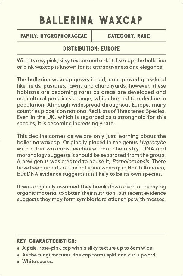 The Mushroom Compendium