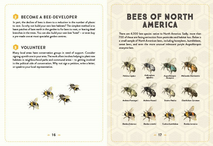 Little Book of Bees: An Illustrated Guide
