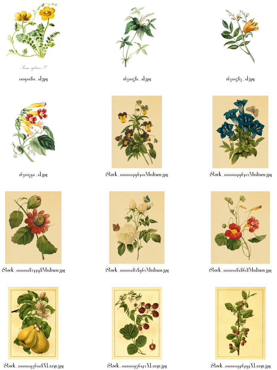 Instant Wall Art - Botanical Prints