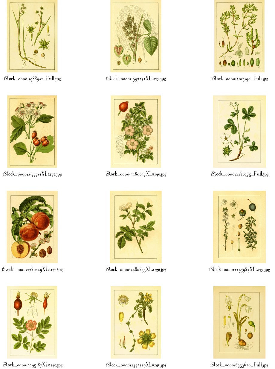 Instant Wall Art - Botanical Prints