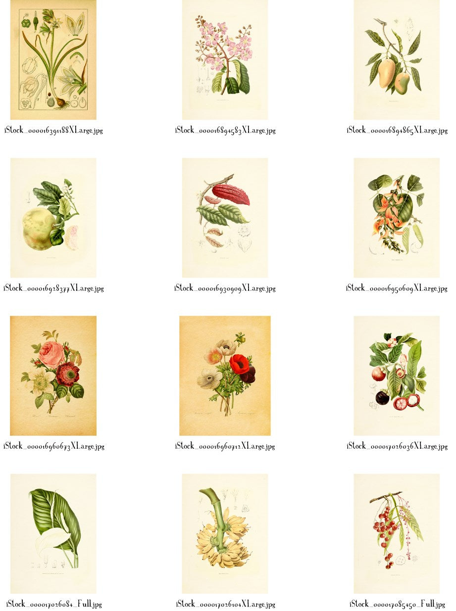 Instant Wall Art - Botanical Prints
