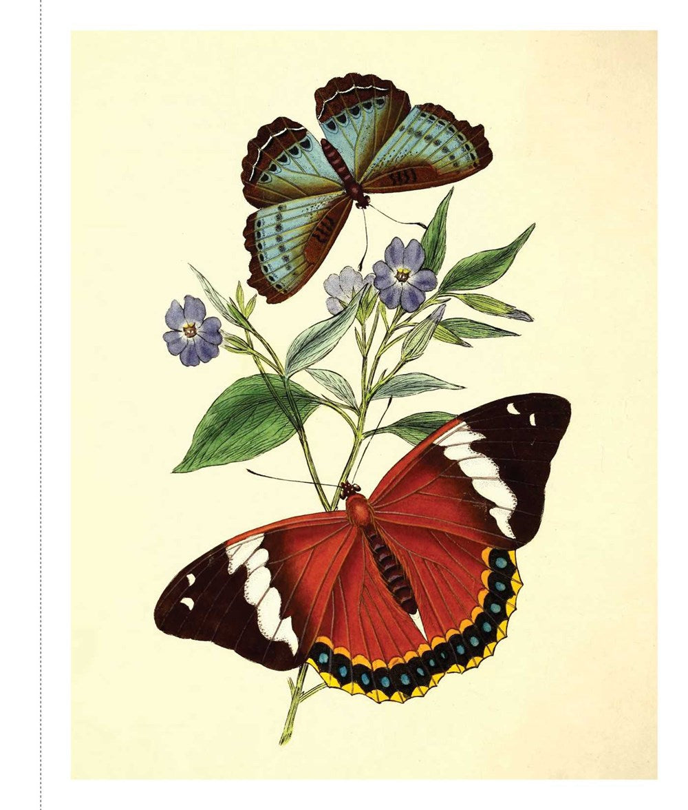 Instant Wall Art - Butterfly Botanical Prints