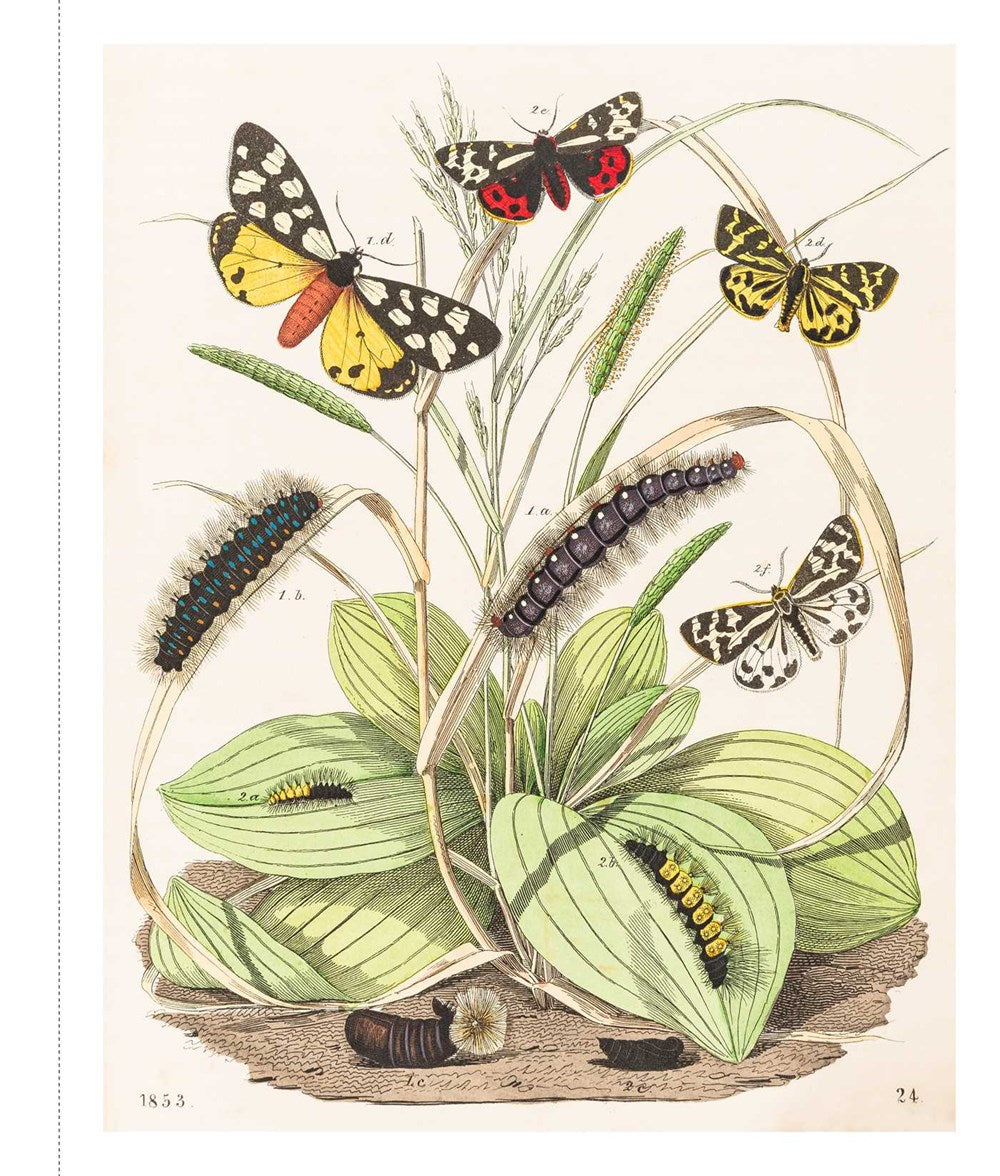 Instant Wall Art - Butterfly Botanical Prints