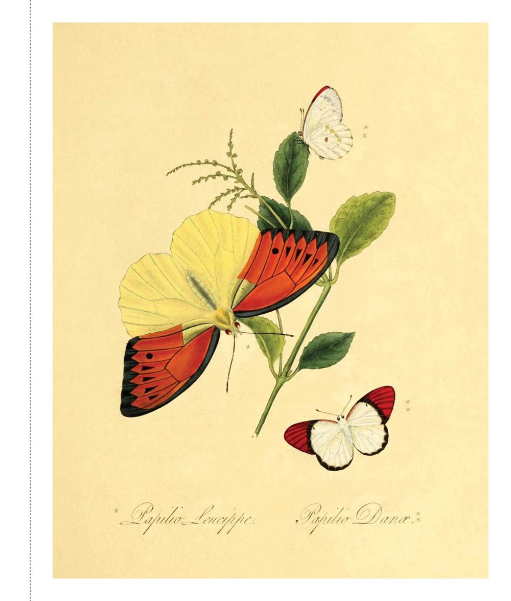 Instant Wall Art - Butterfly Botanical Prints