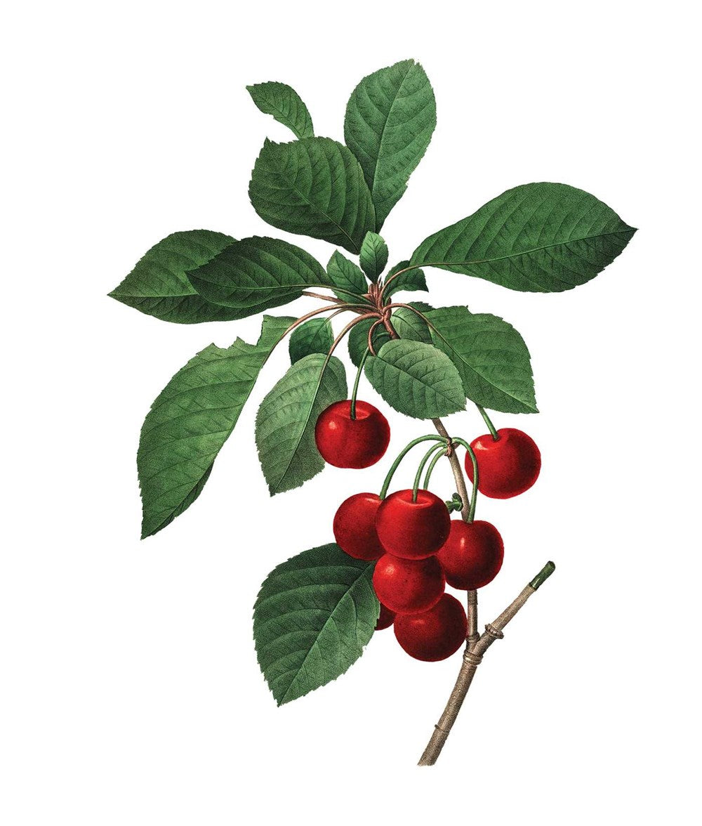 Instant Wall Art - Vibrant Botanical Prints