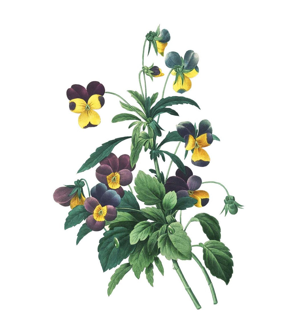 Instant Wall Art - Vibrant Botanical Prints