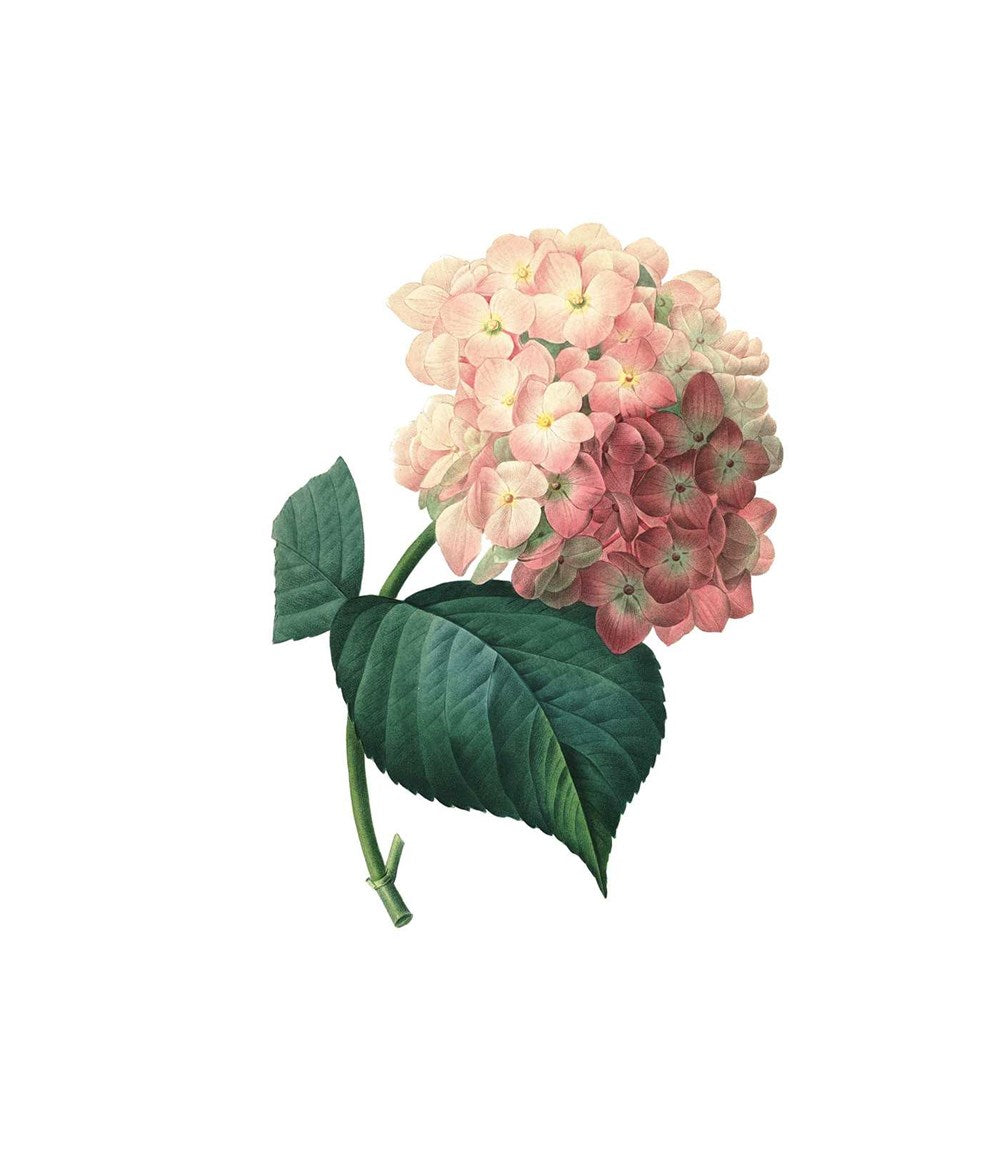 Instant Wall Art - Vibrant Botanical Prints