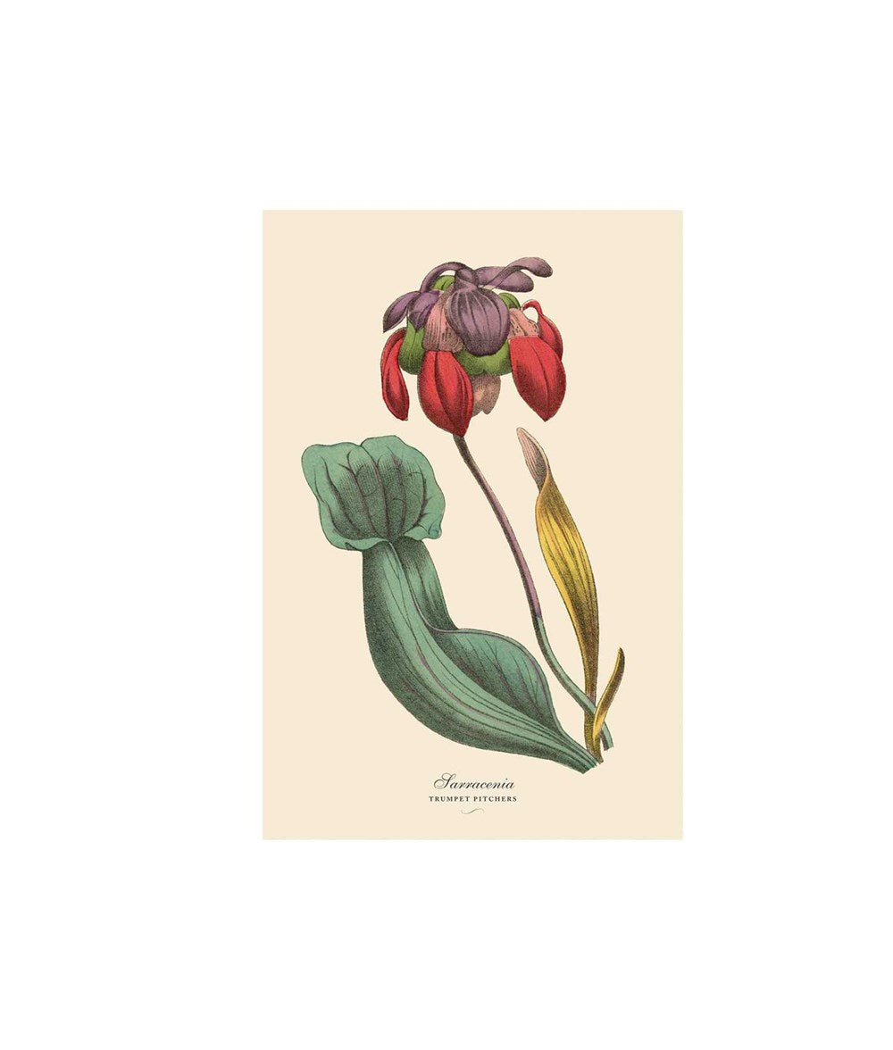 Instant Wall Art - Vibrant Botanical Prints