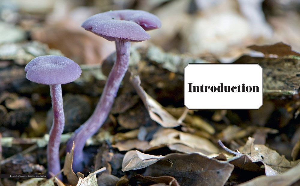 Ultimate Guide to Mushrooms