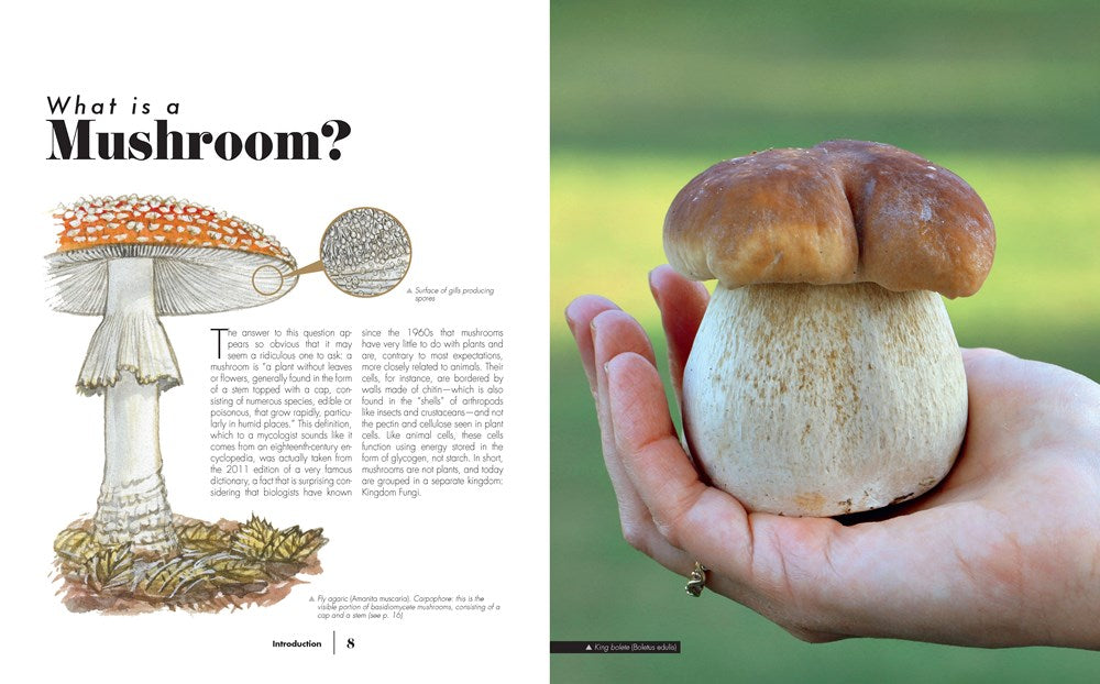 Ultimate Guide to Mushrooms