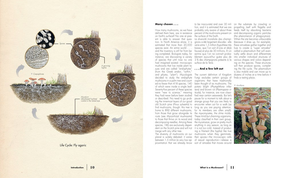 Ultimate Guide to Mushrooms