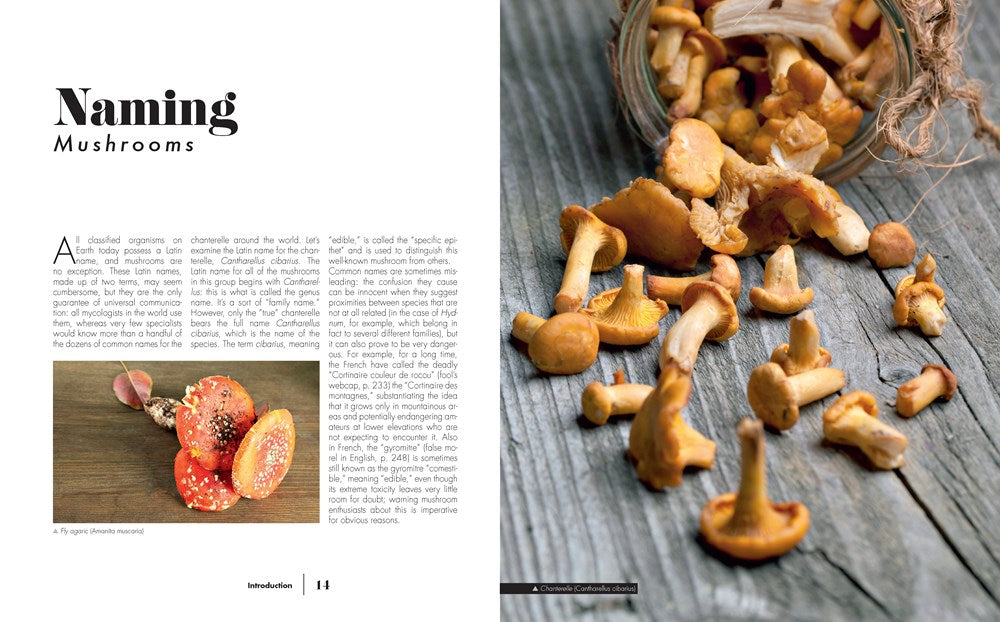 Ultimate Guide to Mushrooms