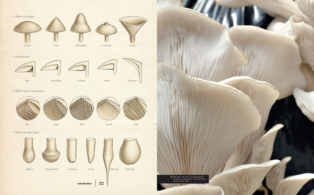 Ultimate Guide to Mushrooms