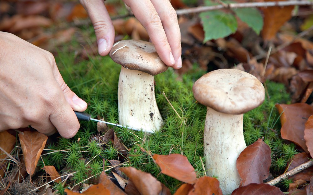 Ultimate Guide to Mushrooms