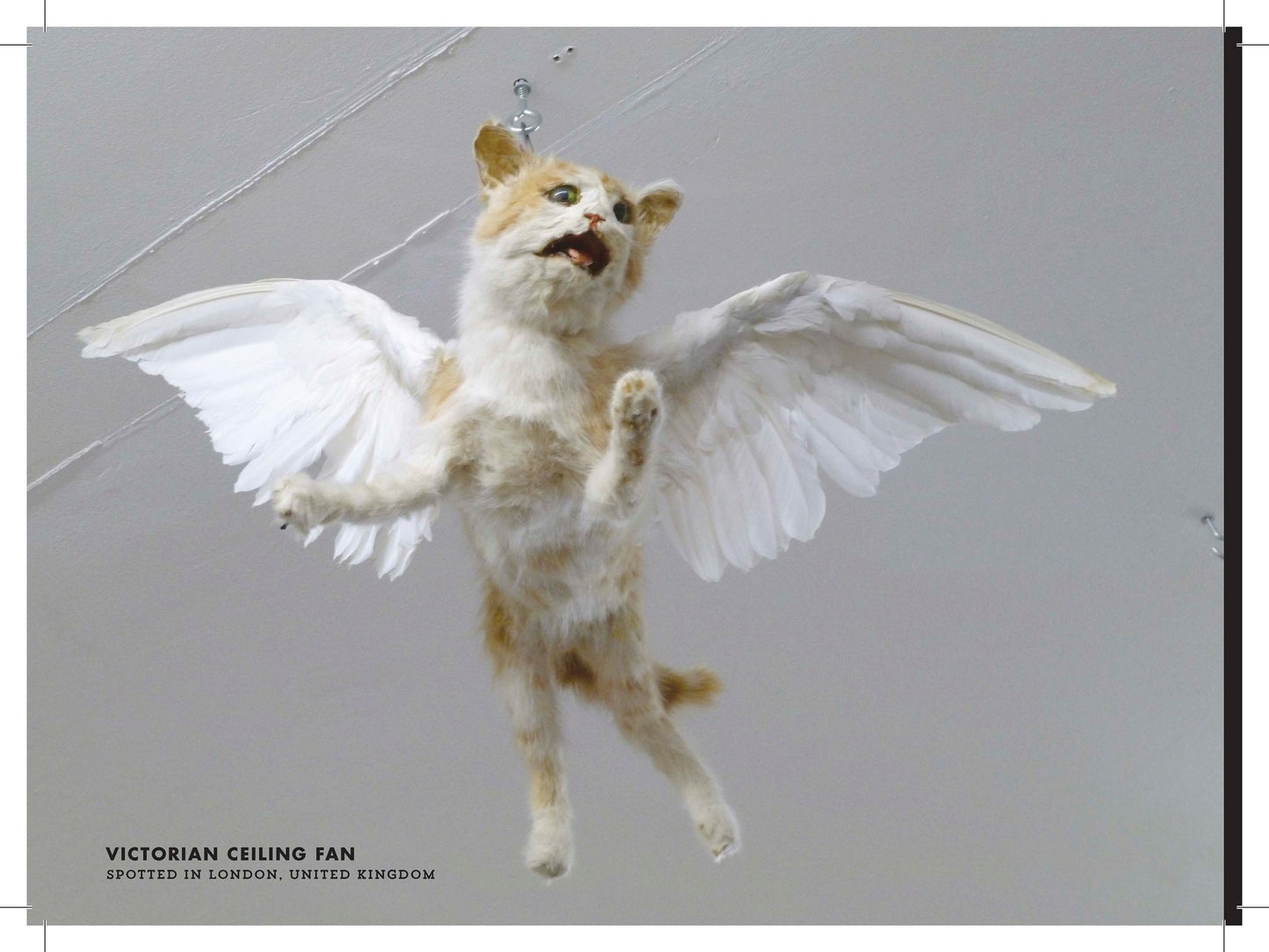 Crap Taxidermy