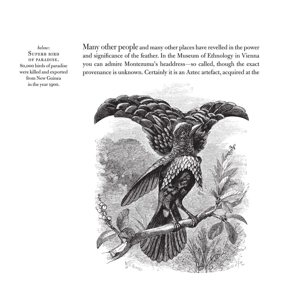 Meaning of Birds by Simon Barnes