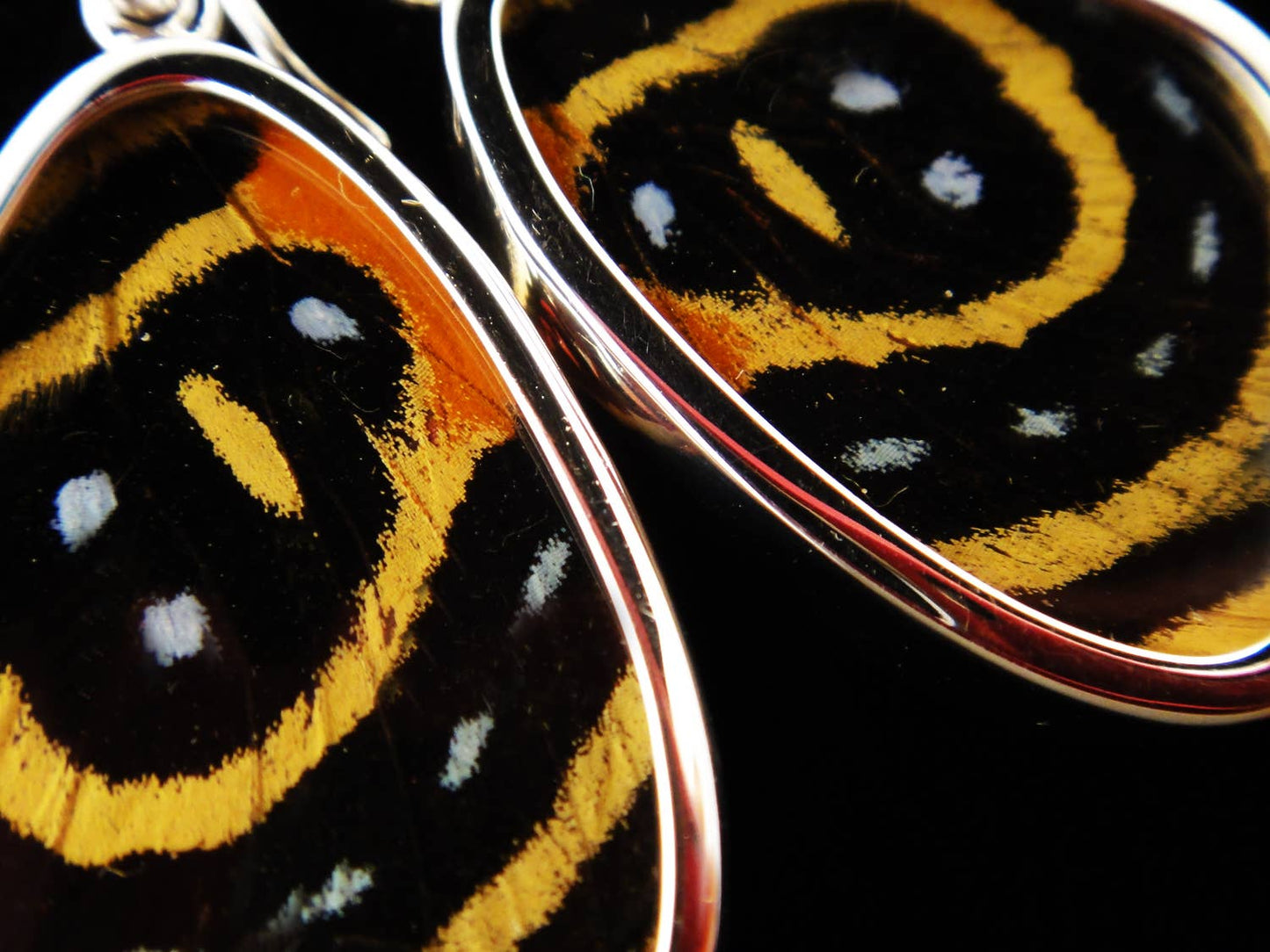 Real Butterfly Wing Earrings: "Speckled Numberwing"