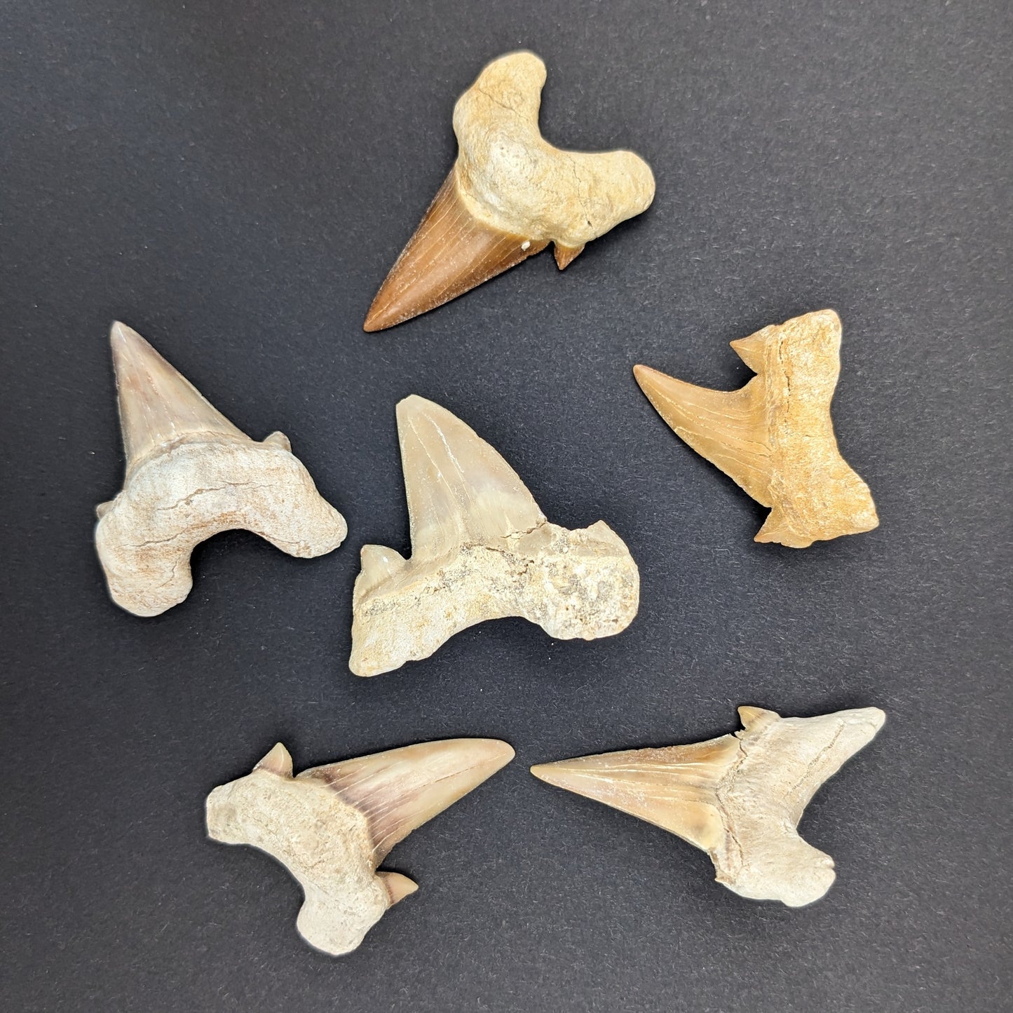 Fossil Otodus Shark Tooth, 1.5-2"