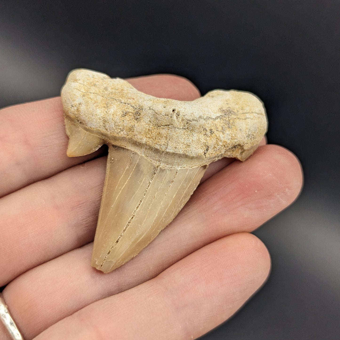 Fossil Otodus Shark Tooth, 1.5-2"