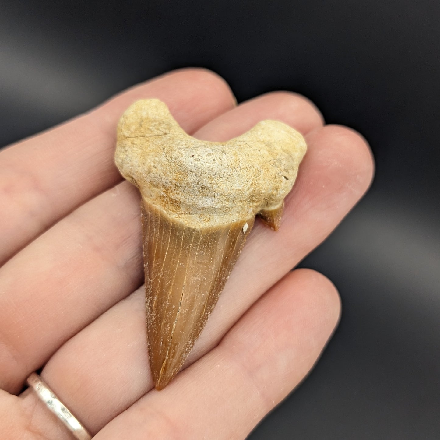 Fossil Otodus Shark Tooth, 1.5-2"