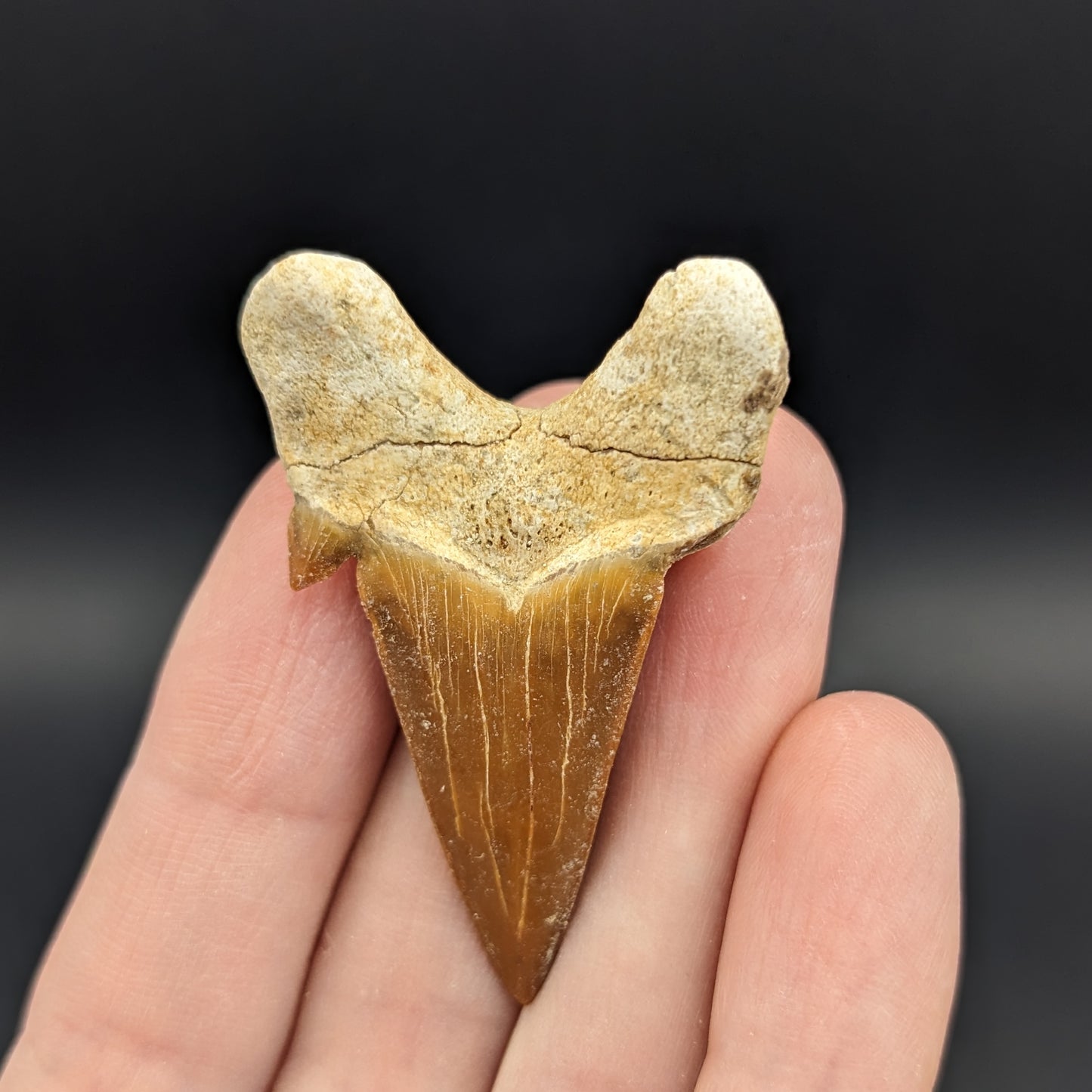 Fossil Otodus Shark Tooth, 1.5-2"