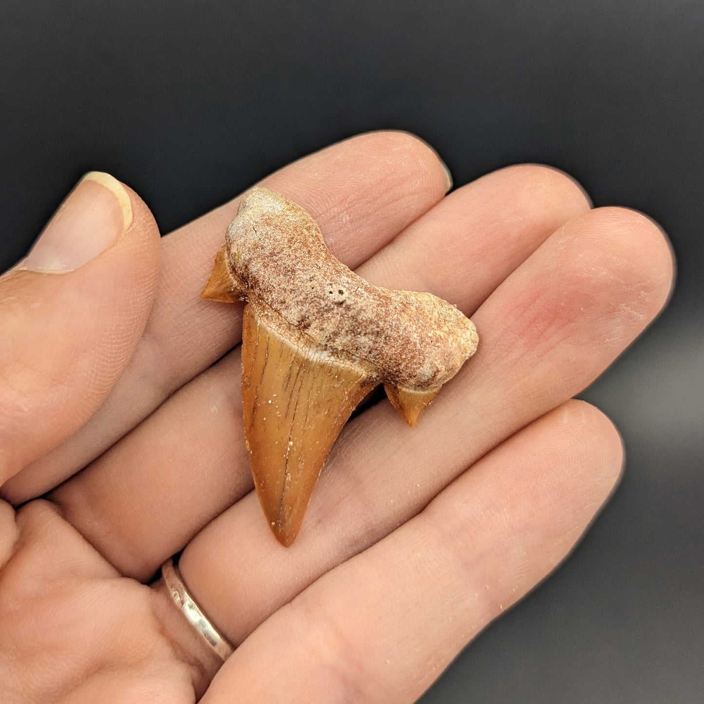Fossil Otodus Shark Tooth, 1"