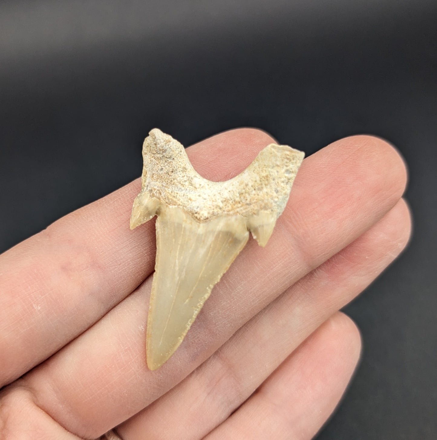 Fossil Otodus Shark Tooth, 1"