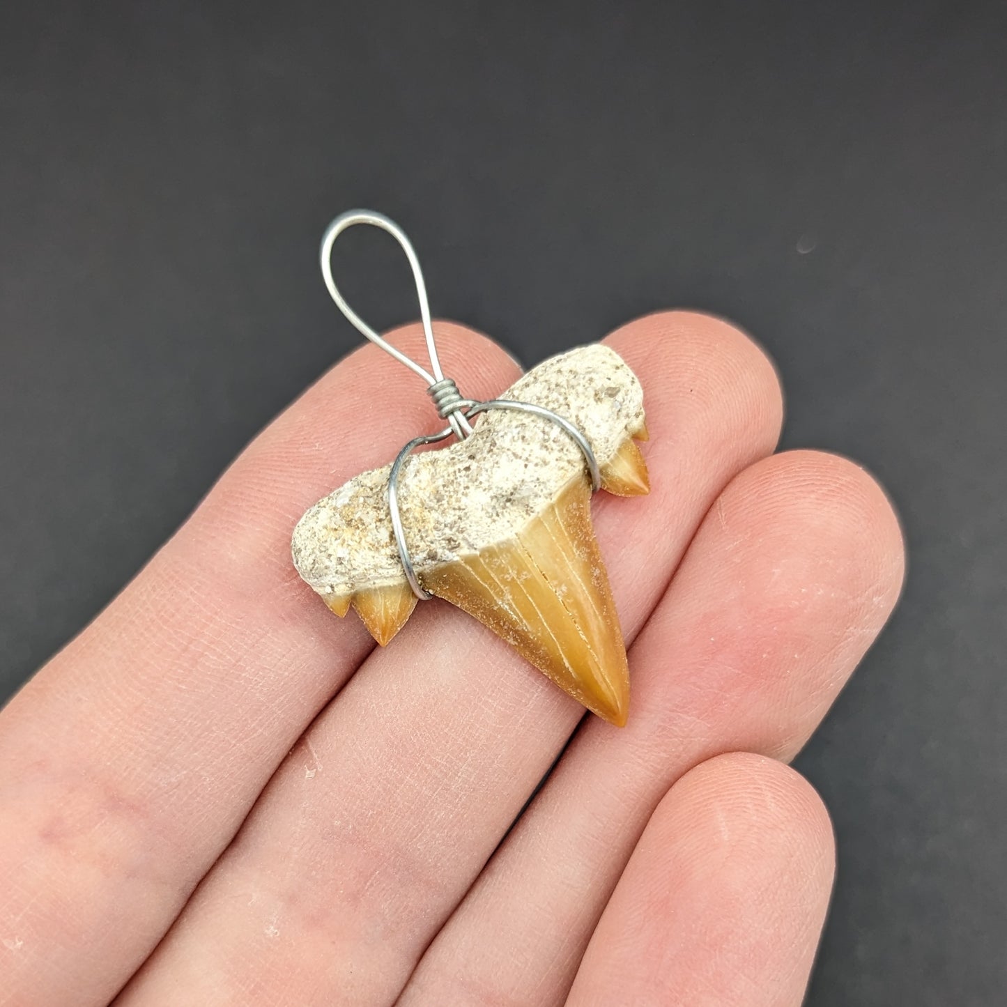 Fossilized Otodus Shark Tooth Pendant