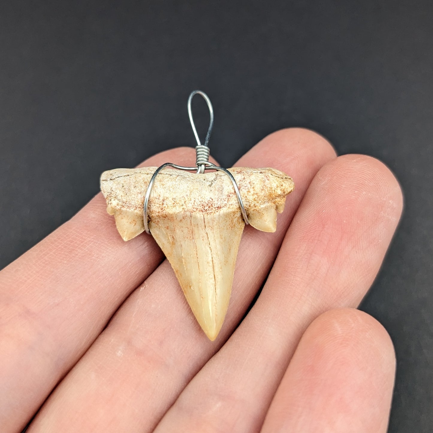 Fossilized Otodus Shark Tooth Pendant