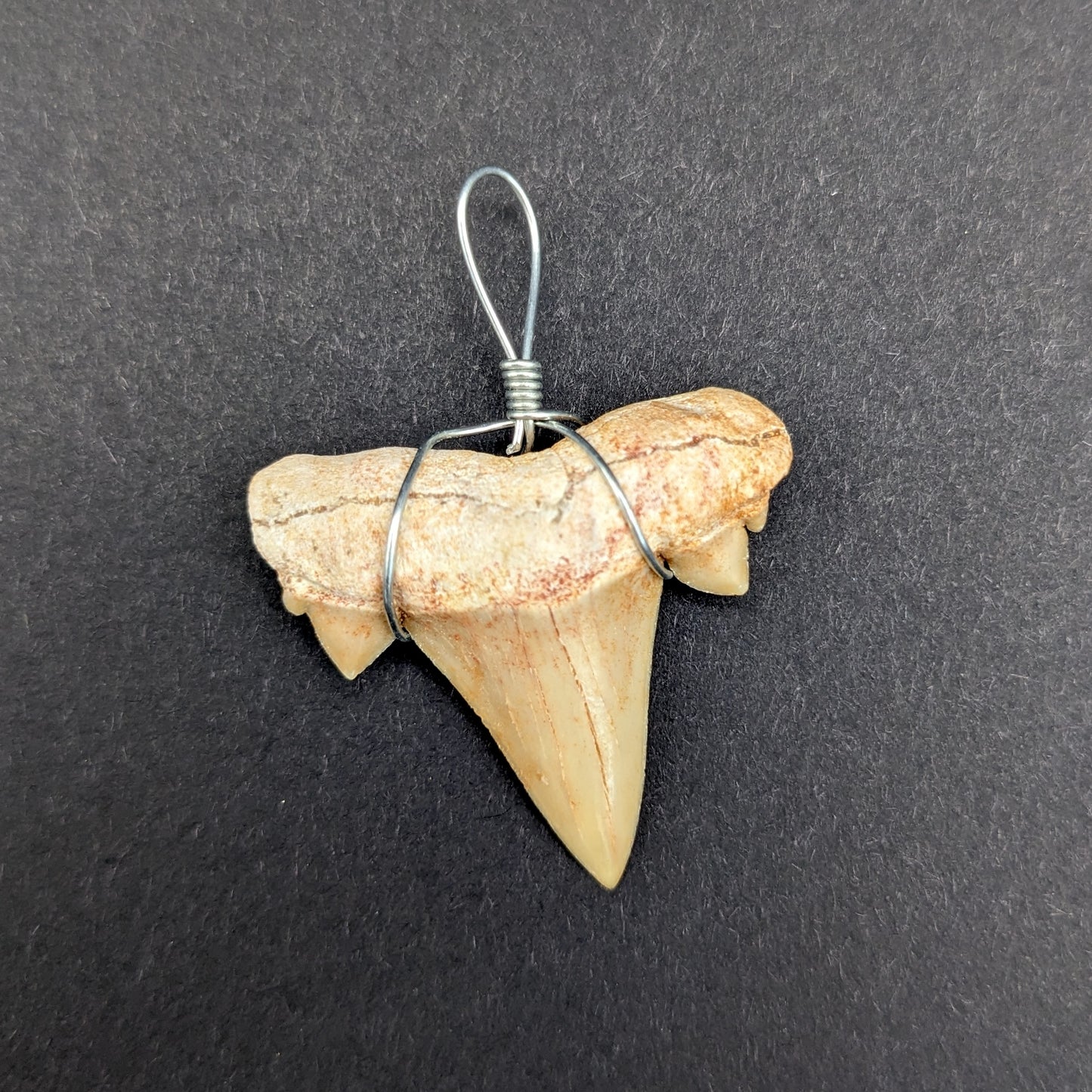 Fossilized Otodus Shark Tooth Pendant