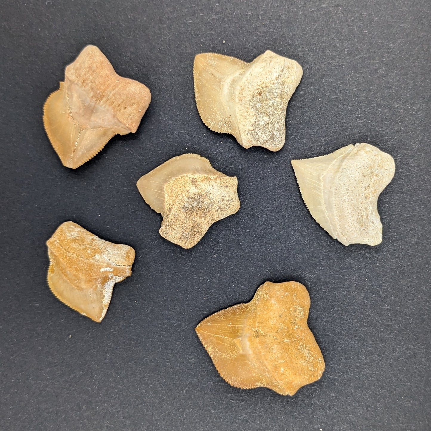 Fossilized Crow Shark (Squalicorax) Teeth