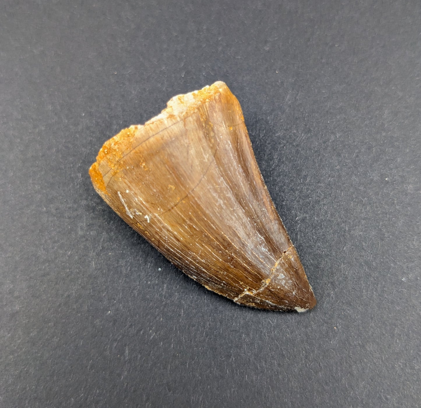 Mosasaur (Prognathodon) Tooth, 1.5"