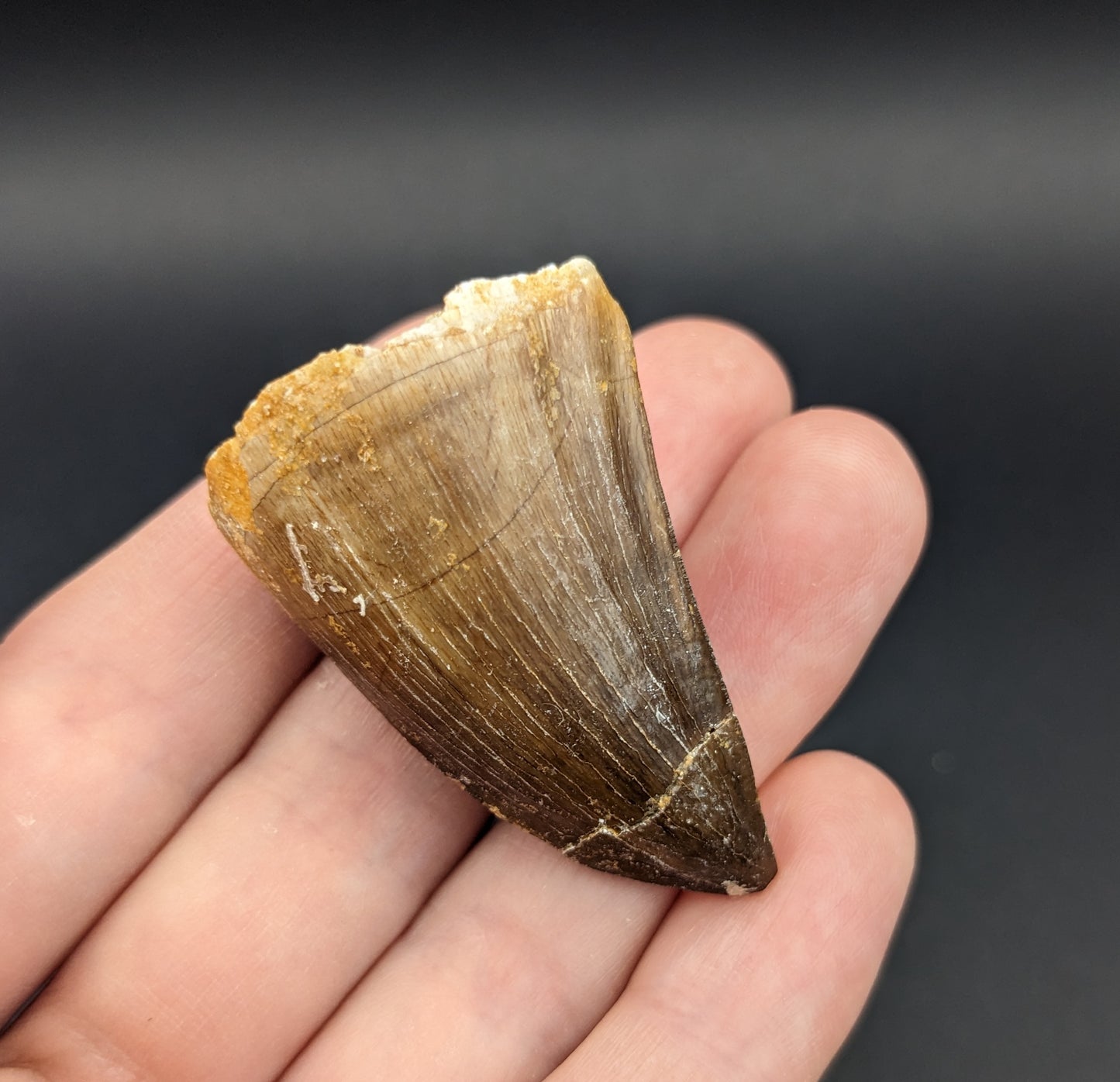 Mosasaur (Prognathodon) Tooth, 1.5"