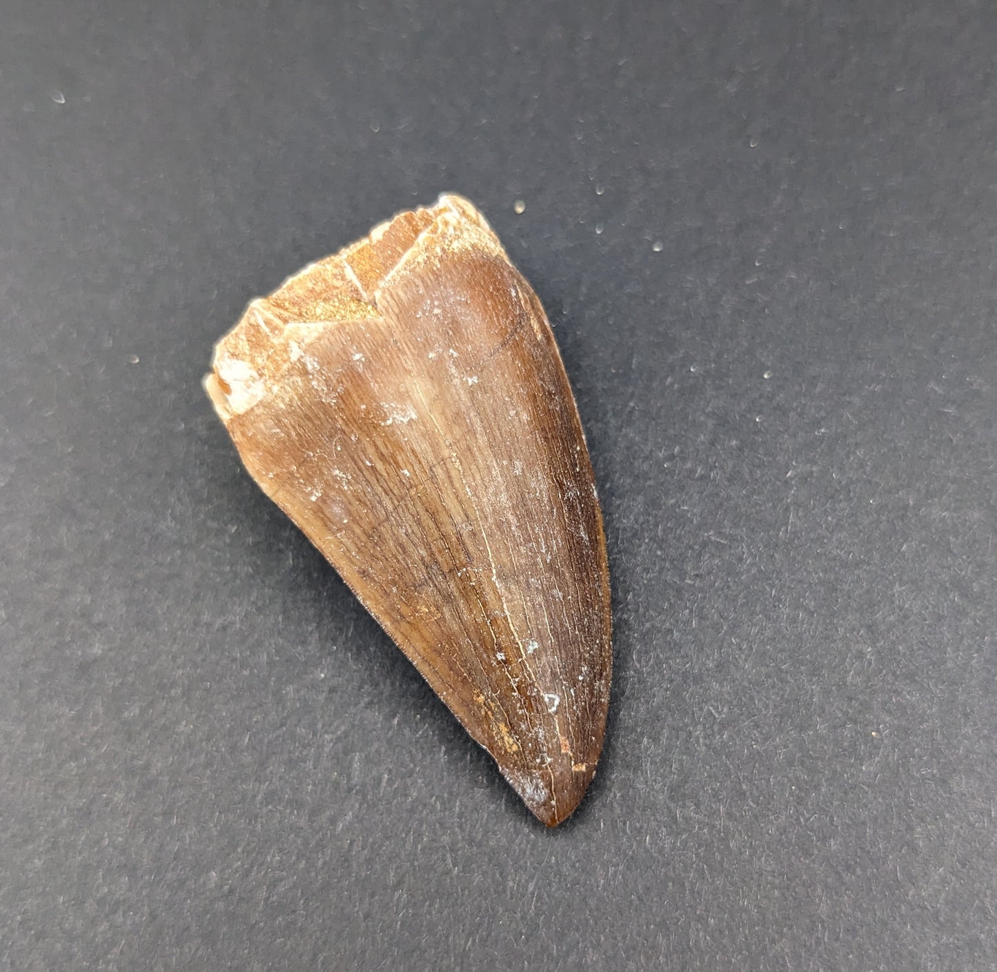 Mosasaur (Prognathodon) Tooth, 1.5"