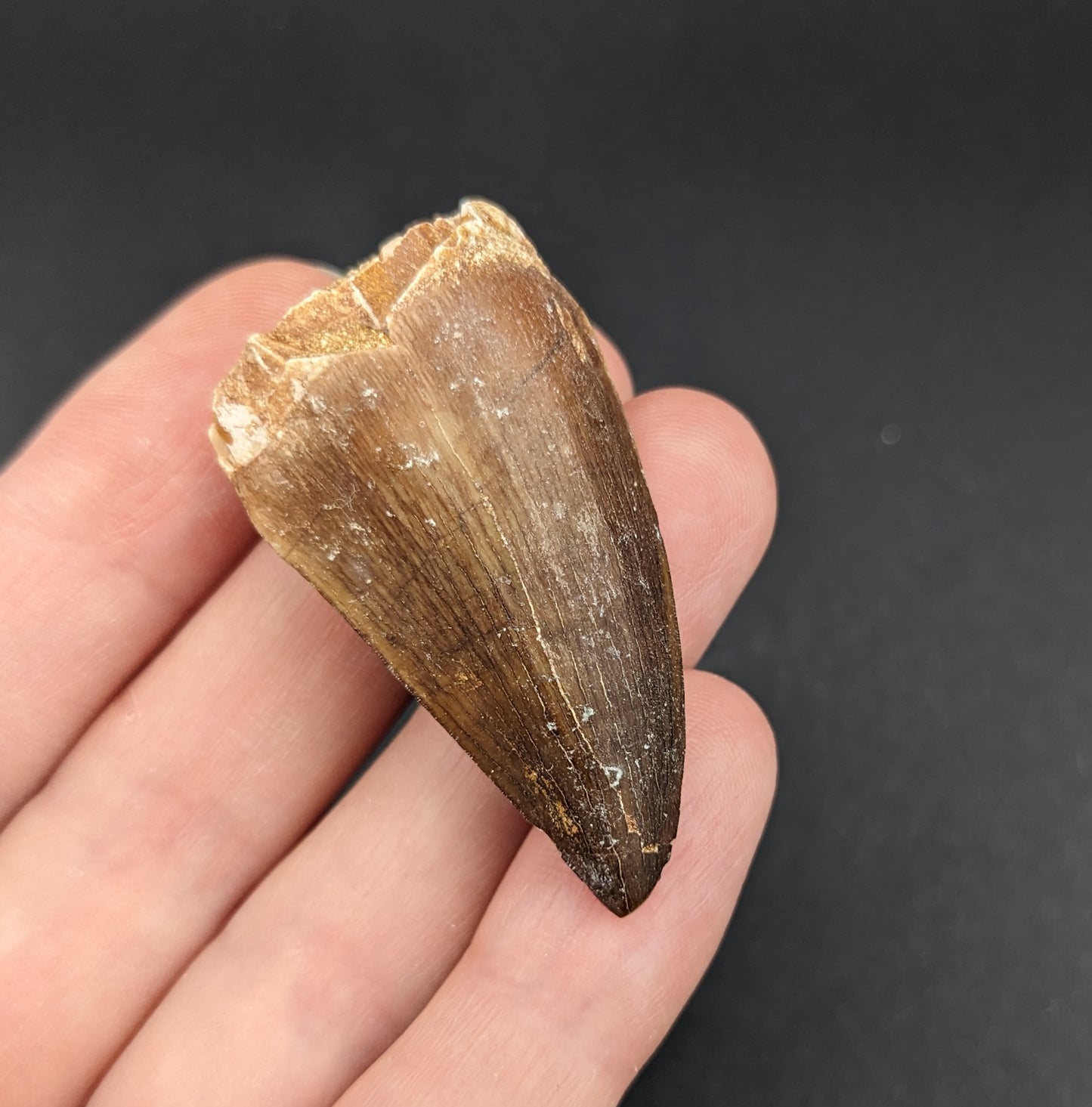Mosasaur (Prognathodon) Tooth, 1.5"