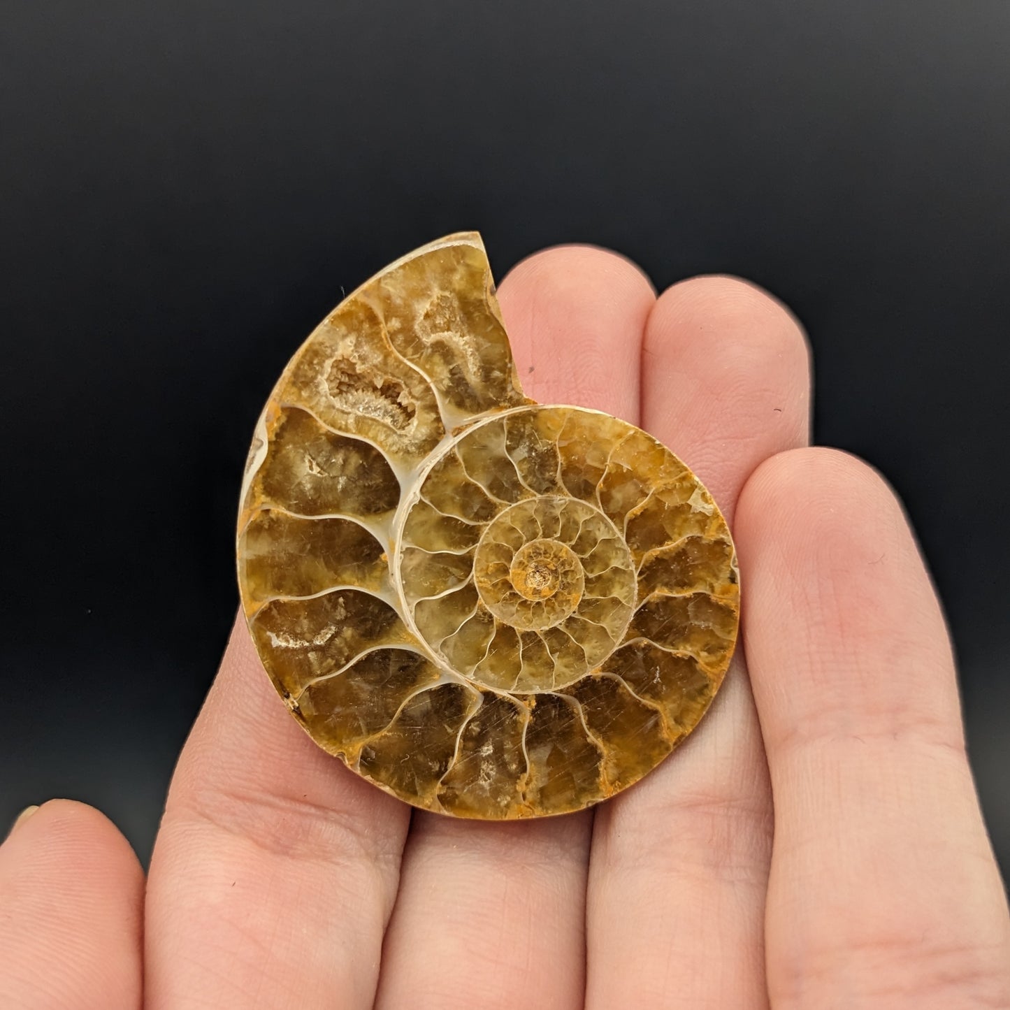 Ammonite pair, cut and polished (orange)