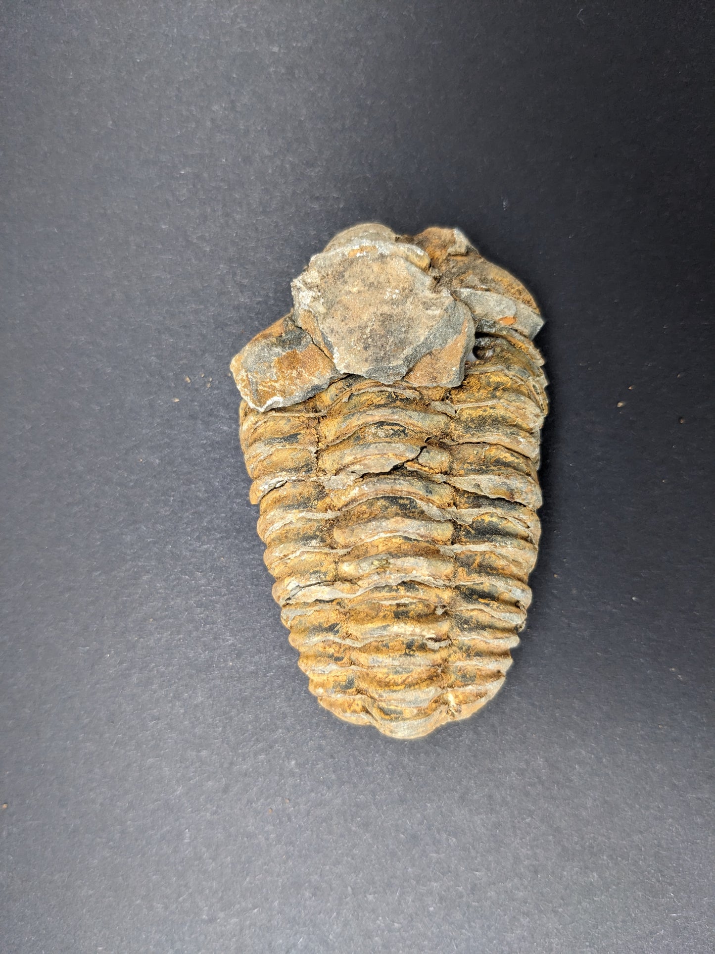 Calymene (Colpocoryphe) Trilobite, 2-3"