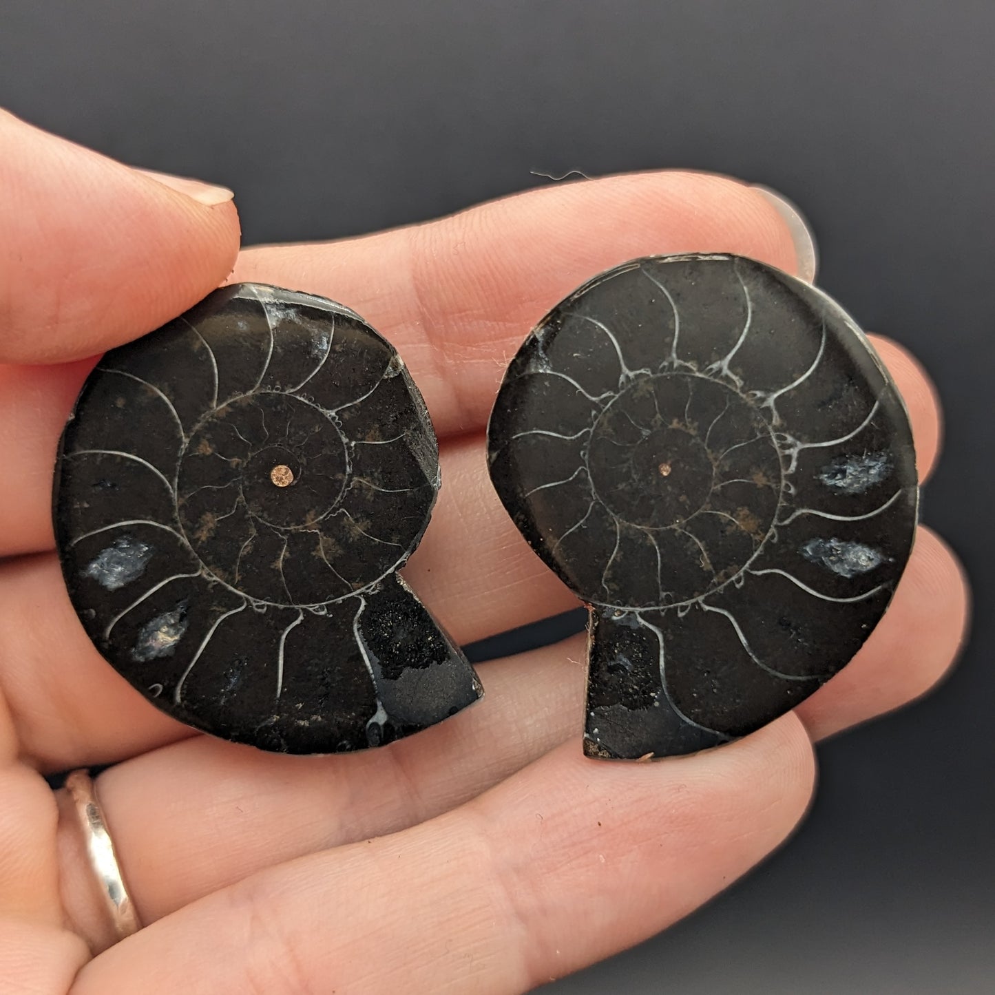 Ammonite pair, black, cut and polished