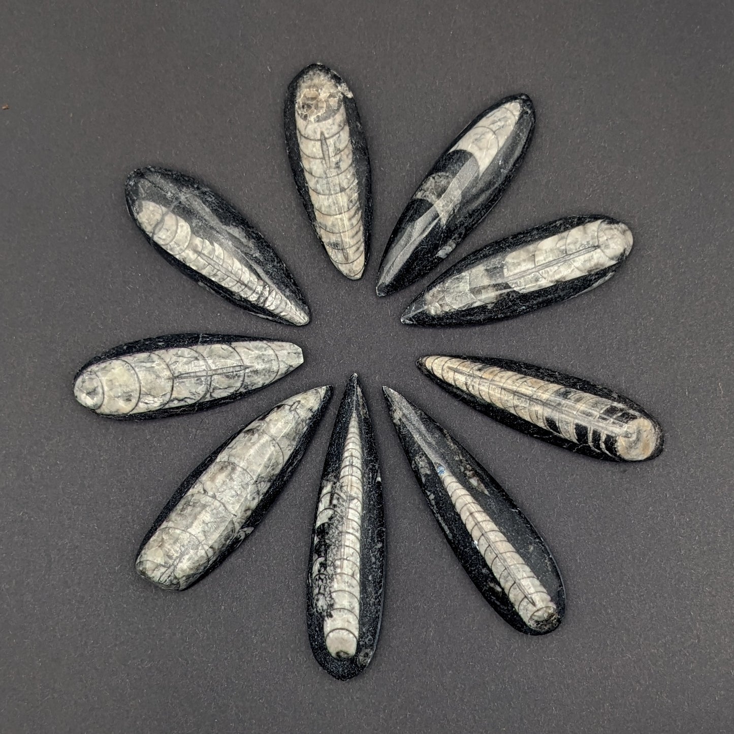 Polished Orthoceras Fossil, 2-3"